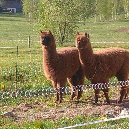Familie Meimer Hofing Экстерьер фото
